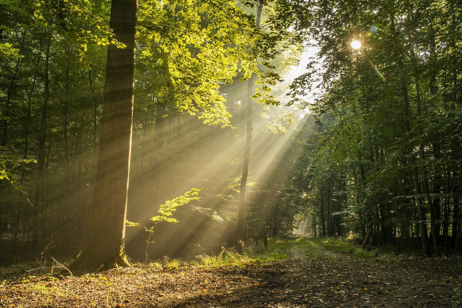 Sunlight streaming through trees in a quiet forest