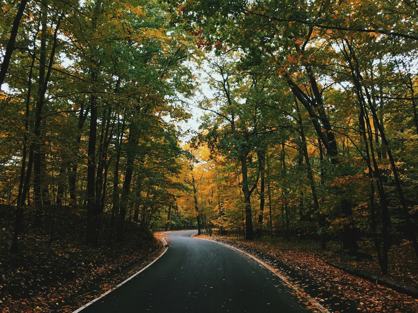 A paved road curving through an autumn forest