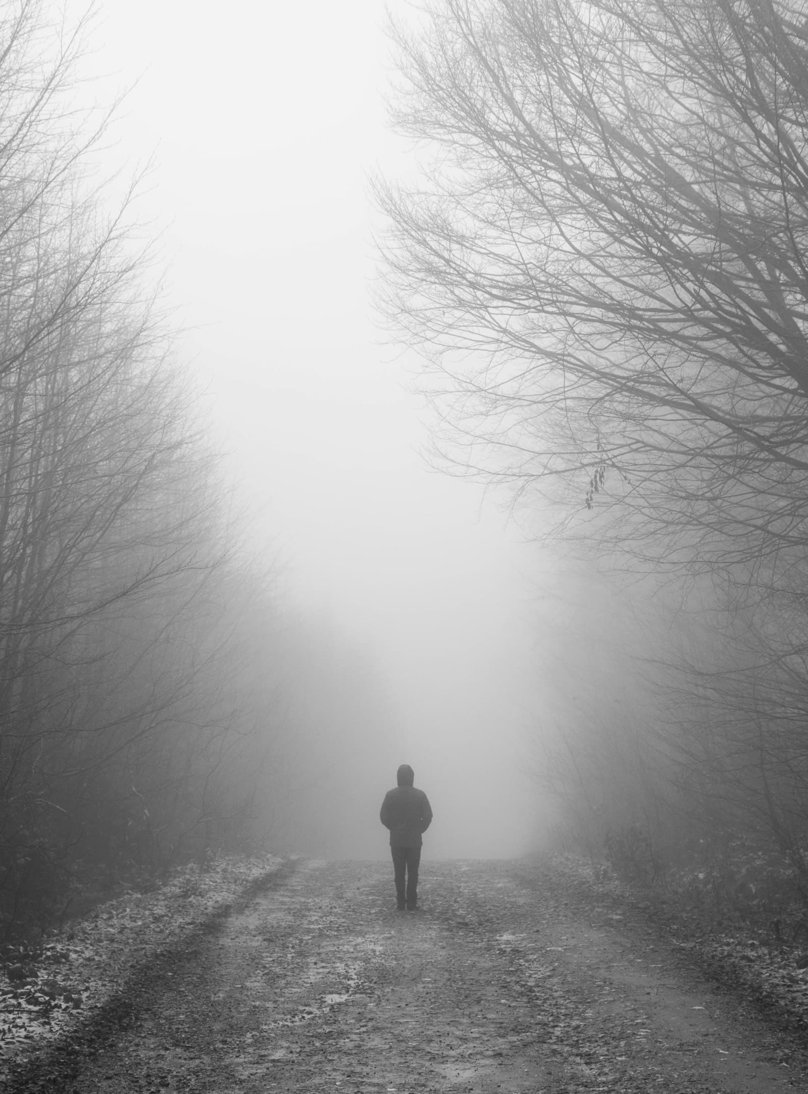 A lone figure walking down a misty path between bare trees