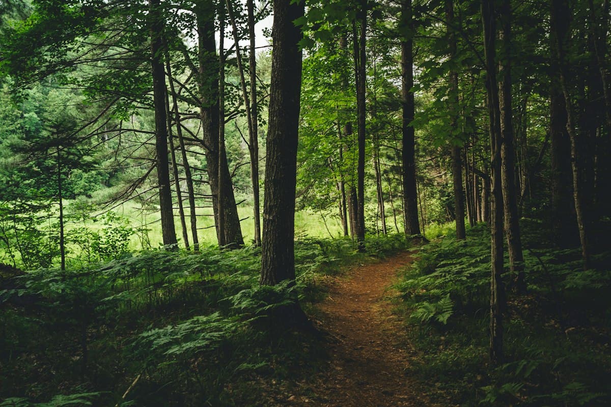 A dirt path through a green forest